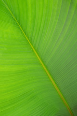Patterns and details of green leaves