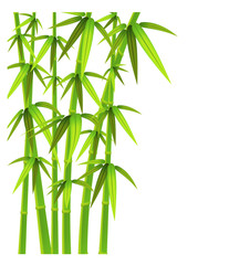 Green bamboo stalks and leaves on a white background with copy space. Vector illustration.