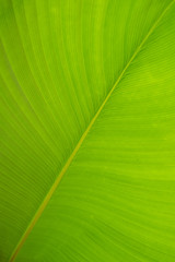 Patterns and details of green leaves