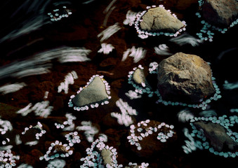 桜の花びらが水面に浮かぶ花筏