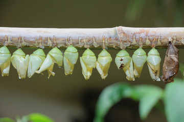 Row of butterfly cocoons on a wooden stick.