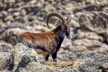 Very rare Walia ibex, Capra walia, one of the rarest ibex in world. Only about 500 individuals survived in Simien Mountains National park in Northern Ethiopia, Africa