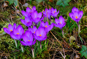 Flowering Crocuses