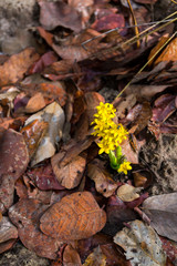 Wildflower, Kasanka National Park, Serenje, Zambia, Africa
