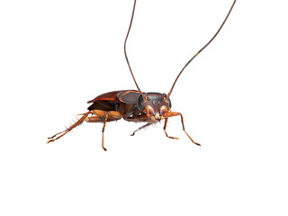 Cockroach crawling on the floor 3d render on white background no shadow