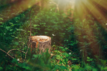Photo of a picturesque stump in the sunlight in the green forest, spring time. Beautiful nature in the morning in the fog. Magic fairy forest with mysterious lights. deforestation
