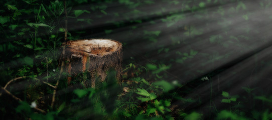 Photo of a picturesque stump in the sunlight in the green forest, spring time. Beautiful nature in the morning in the fog. Magic fairy forest with mysterious lights. deforestation