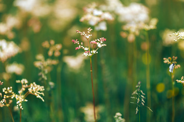 Summer white wildflowers Cow Parsley during sunrise