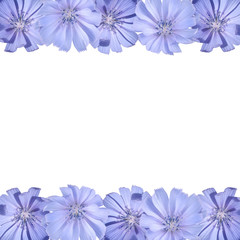 Beautiful floral background of chicory. Isolated