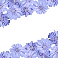 Beautiful floral background of chicory. Isolated