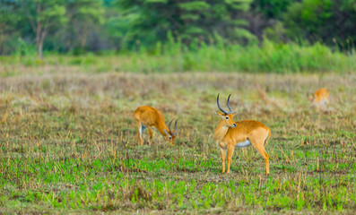 Puku (Kobus vardonii), Kasanka National Park, Serenje, Zambia, Africa