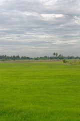 Fototapeta premium landscape with green field and blue sky