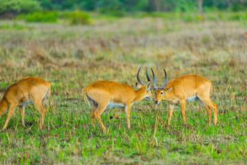 Puku (Kobus vardonii), Kasanka National Park, Serenje, Zambia, Africa