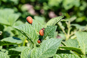 Colorado potato beetle larvae on potato leaves. Pests of agricultural plants. Colorado potato beetle eats potato leaves.