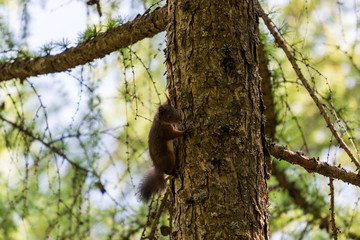 Brown squiller in the forest on a branch, wild animal