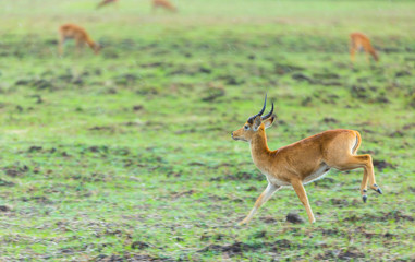Obraz premium Puku (Kobus vardonii), Kasanka National Park, Serenje, Zambia, Africa