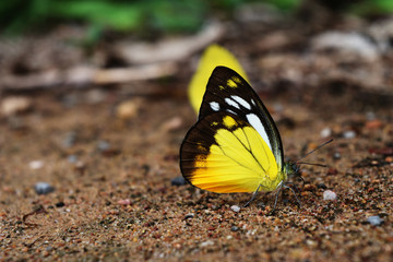 Orange Gull butterfly (Cepora judith) standing on dirt land, Black pattern with yellow and orange color on white wing of tropical insect, Thailand