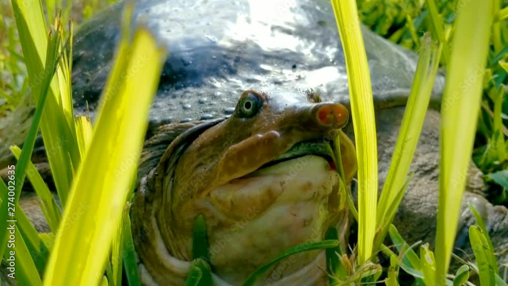 Poster unfocused to focus, soft shell turtle posing in grass