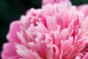 Beautiful flower peony flowering on background of Nature.