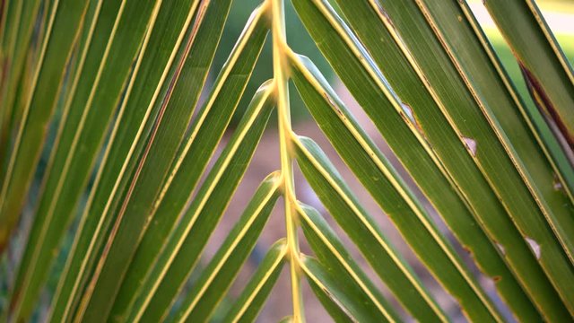 Close up pan of a palm leaf in a tropical garden