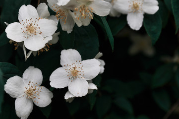 close up of jasmine flowers in a garden
