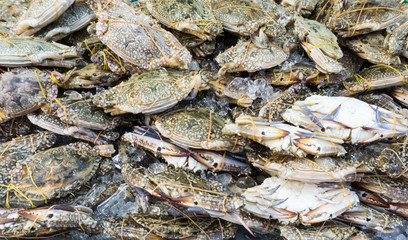 Group fresh crabs on ice at  seafood market,frozen for  rawmaterial  cooking,fresh from sea