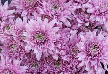 Beautyful soft pink or purple mums flowers is blooming in bouquet at flower market,blur background