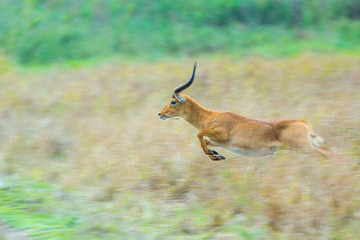 Puku (Kobus vardonii), Kasanka National Park, Serenje, Zambia, Africa