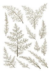 Set of decorative twigs isolated