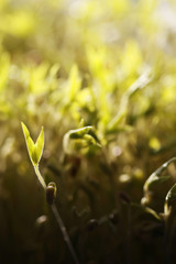 Fresh Green bean sprouts , Microgreen Organic