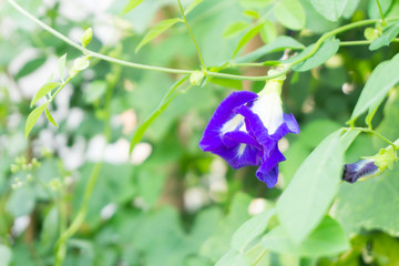 Butterfly Pea flower is blooming for blue pea juice or tea, Asian pigeonwings, Clitoria Ternatea.