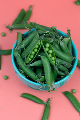 A bowlful of freshly picked and podded, homegrown garden peas