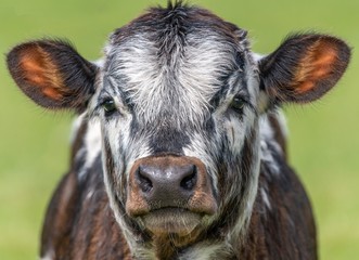 Close up photo of Longhorn Cattle in the UK