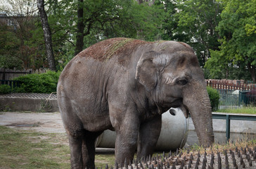 elephant is looking for contact with people