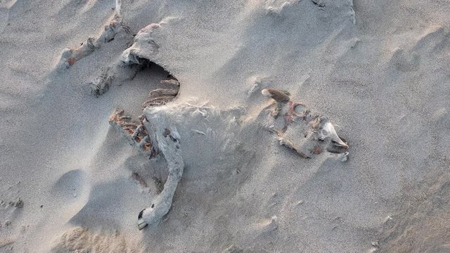 Full sheep skeleton lying on the sandy beach of Portnoo, County Donegal - Ireland