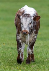 Close up photo of Longhorn Cattle in the UK