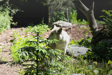  white wolf came to the edge