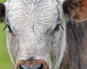 Close up photo of Longhorn Cattle in the UK