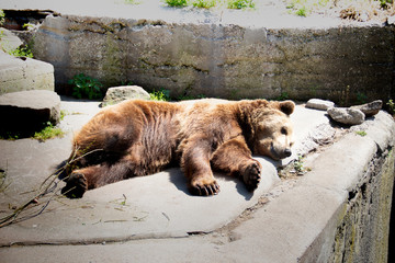  brown bear is looking for a suitable place where there is no hot sunlight