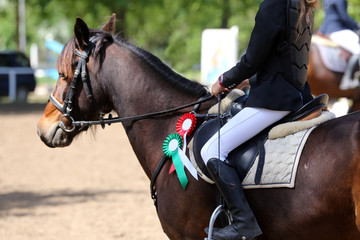 Obraz premium Head shot closeup of a beautiful award winner racehorse