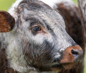 Close up photo of Longhorn Cattle in the UK 