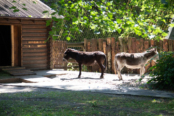 two donkeys turned away from each other