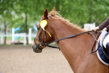 Head shot closeup of a beautiful award winner racehorse