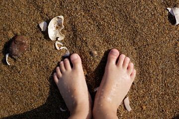 真夏の海の海岸で貝殻を拾っている可愛い子供