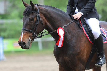 Obraz premium Head shot closeup of a beautiful award winner racehorse