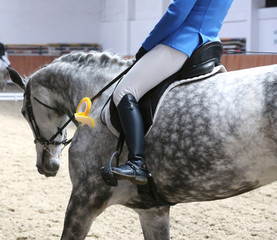Head shot closeup of a beautiful award winner racehorse