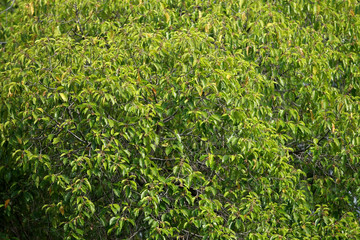 Leaves texture pattern background , Green Leaves on the tree
