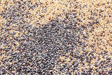 Many black and white poppy seeds as background