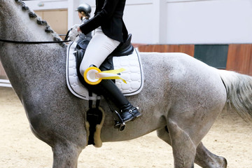 Head shot closeup of a beautiful award winner racehorse