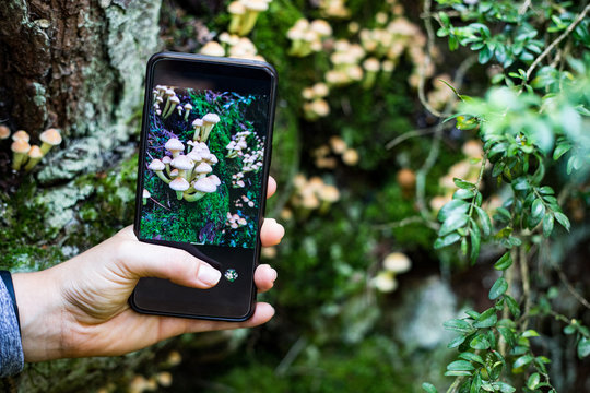 Taking a picture of mushrooms with a smart phone - Powered by Adobe
